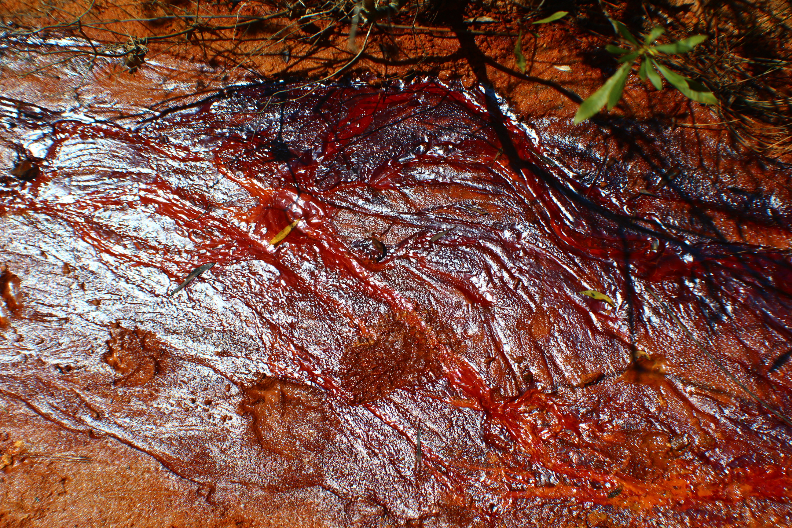 Rich result on Google's SERP when searching for 'Providence Canyon State Park' or 'Providence Canyon'